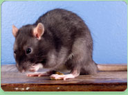 rat control Chard