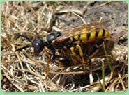 wasp control Chard