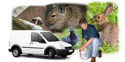 Chard local van